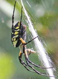 Yellow Garden Spider
